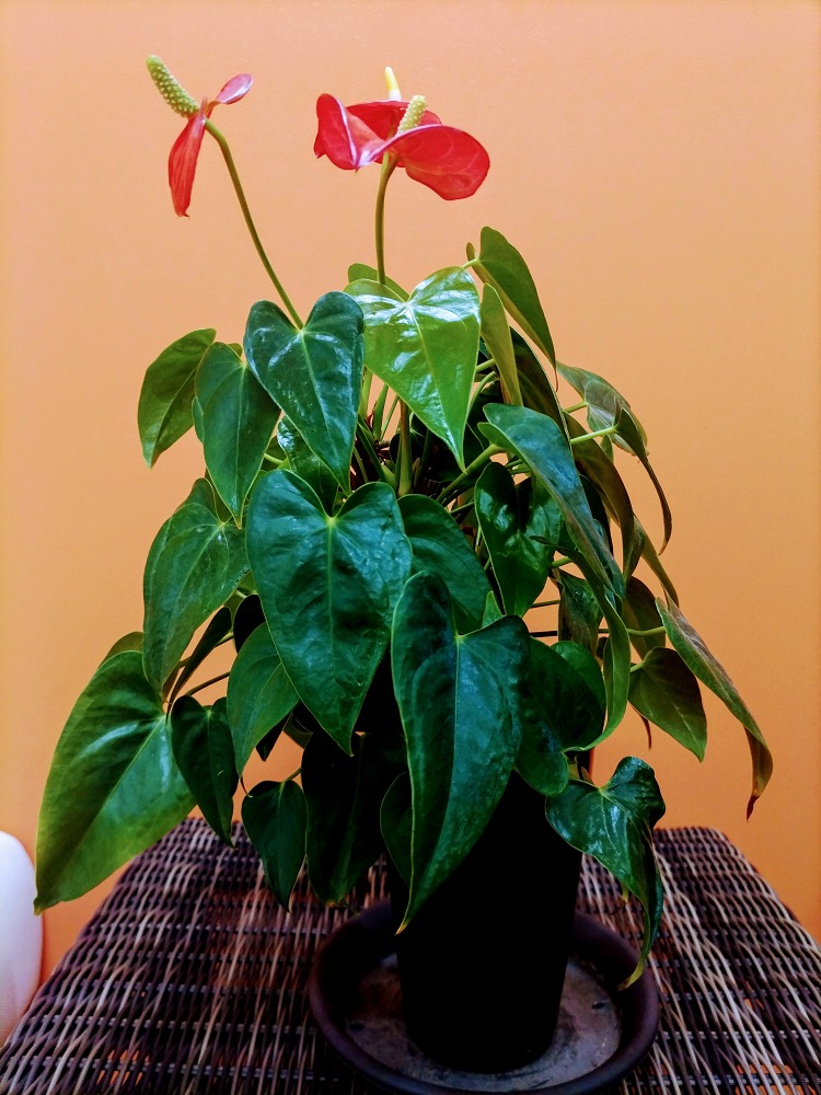 お知らせ（観葉植物）